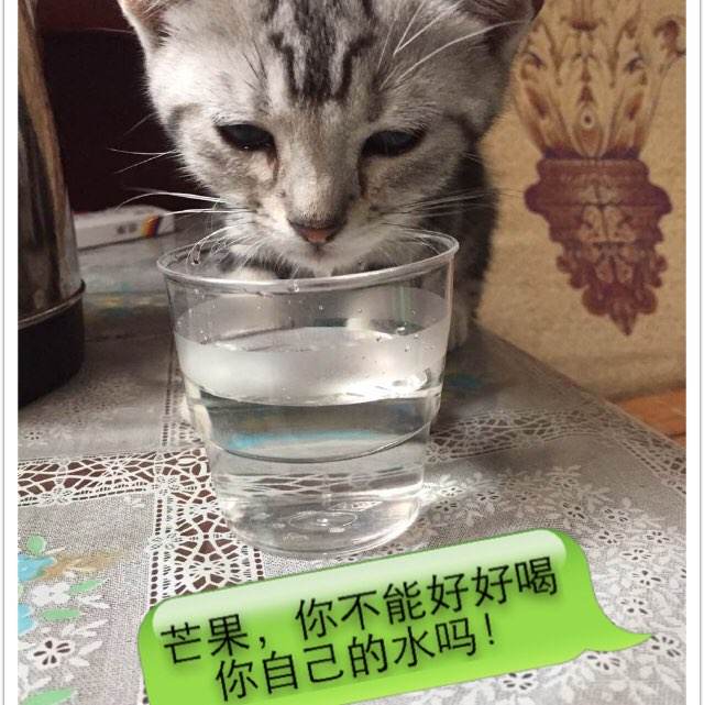 办高仿证
